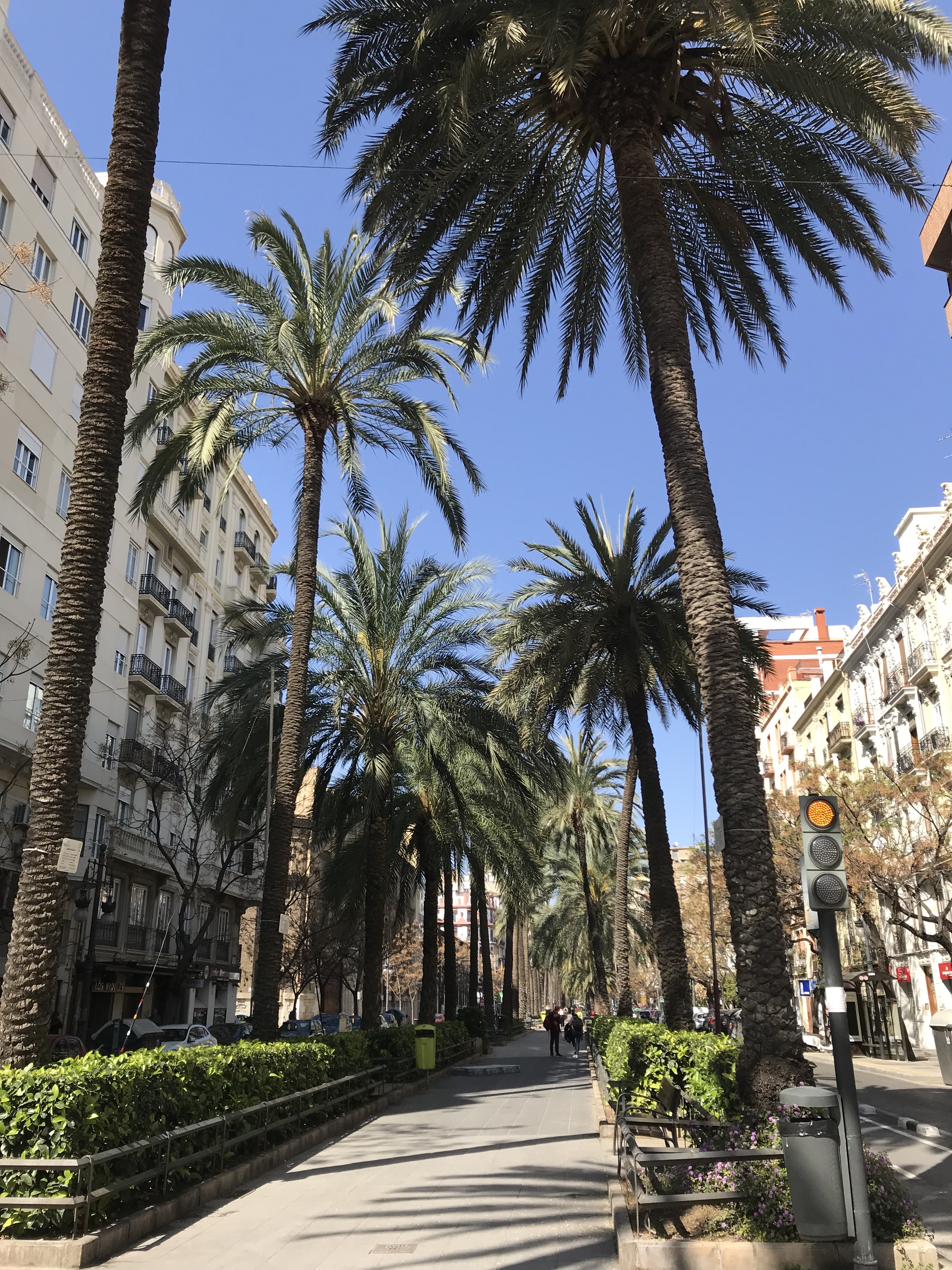 Palm trees and a sidewalk in Valencia, Spain